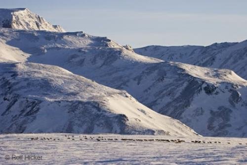 Photo: 
animal caribou
