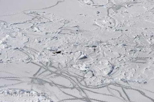 Photo: 
Animal Tracks Seals Ice Floes