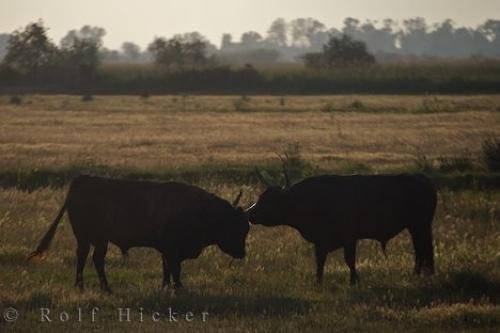 Photo: 
Animals Of The Camargue France