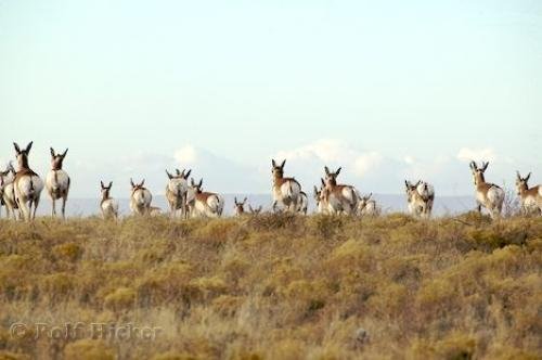 Photo: 
Antelope