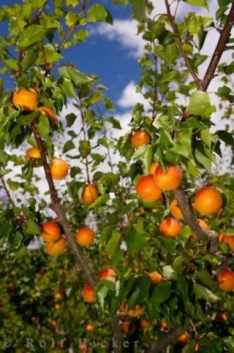 Photo: 
Apricot Tree Roxburgh