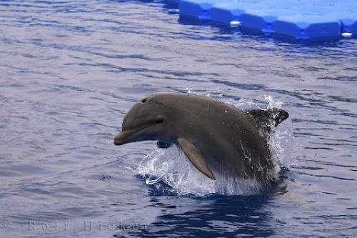 Photo: 
Aquarium Bottlenose Dolphin Valencia Spain