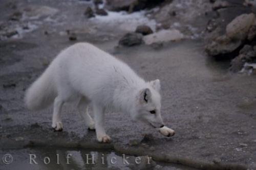 Photo: 
Arctic Fox Tundra Churchill Wildlife Management Area Hudson Bay Manitoba