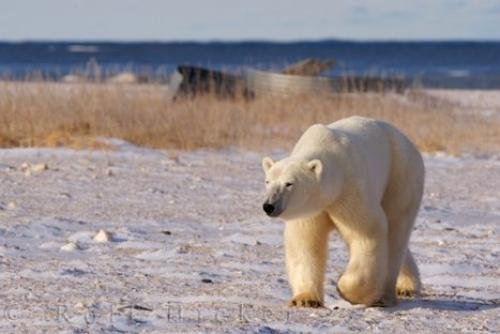 Photo: 
Arctic Ocean Native Polar Bear Animal