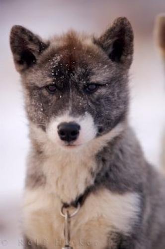 Photo: 
Arctic Canadian Eskimo Dog Puppy