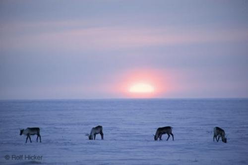 Photo: 
Arctic Caribous