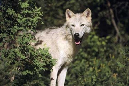 Photo: 
Arctic Wolf image