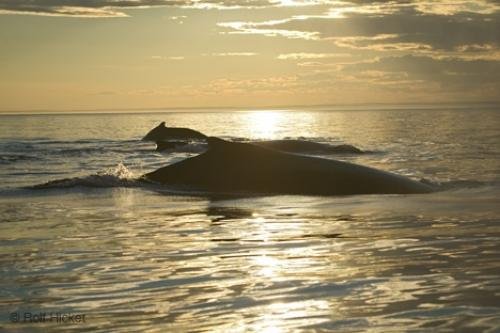 Photo: 
Atlantic Ocean Mammals