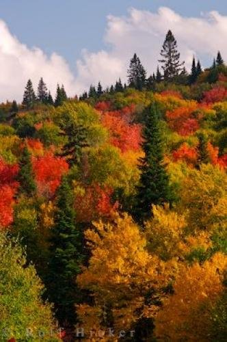 Photo: 
Autumn Art Forest Trees Quebec Highway