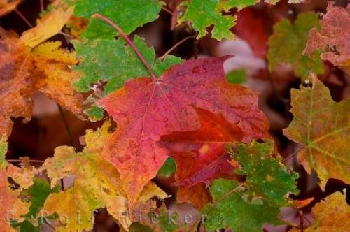 Photo: 
Autumn Maple Leaves Picture