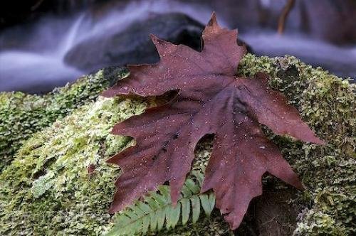 Photo: 
autumn leaf image