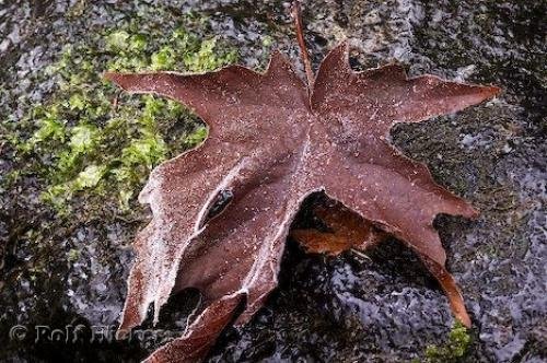 Photo: 
autumn leaf images