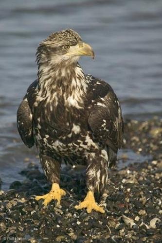 Baby Eagle | Photo, Information