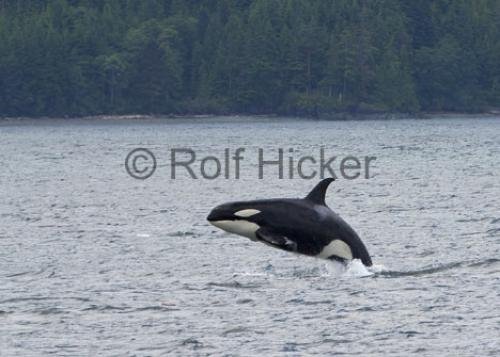 Photo: 
baby killer whale