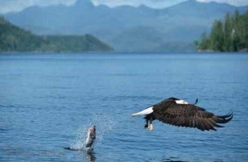 Photo: 
bald eagle loosing fish