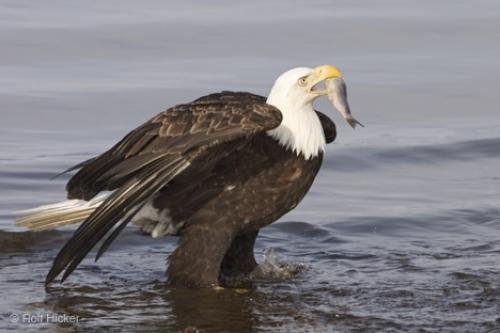 Photo: 
Eating Bird Bald Eagle Pictures