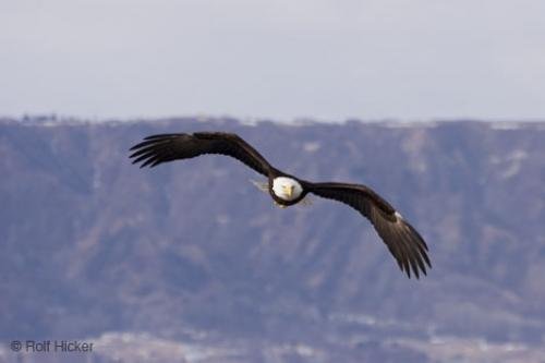 Photo: 
Bald Eagle Raptor In Flight