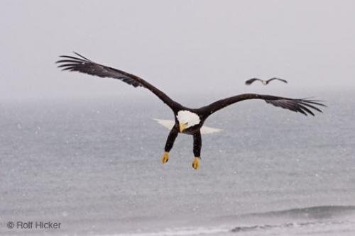 Photo: 
bald eagles flying