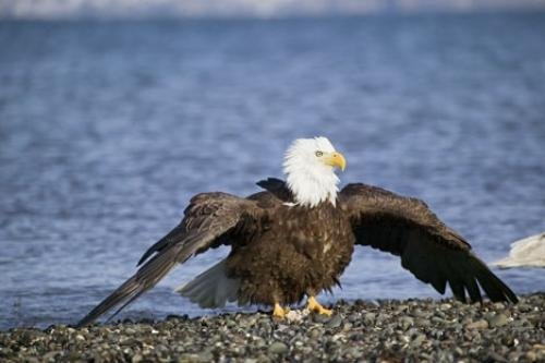 Photo: 
Funny Eagle