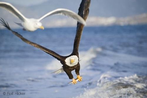 Photo: 
Bald Eagle Seagull In Flight