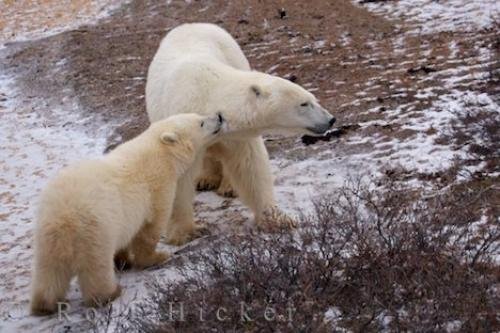 Photo: 
Bear Cub And Mom Churchill Wildlife Management Area