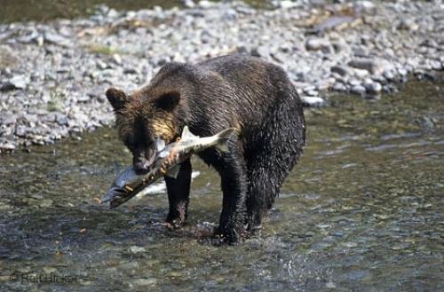 Photo: 
Bear Fishing