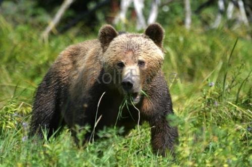 Photo: 
Bear Watching British Columbia