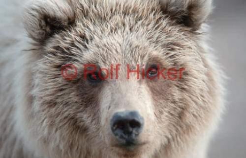 Photo: 
Young Grizzly Bear Portrait