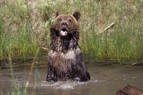 Photo: 
Brown Bear Bathing Bear Pics
