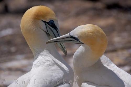 Photo: 
Beautiful Bird Picture Australasian Gannets Hawkes Bay New Zealand