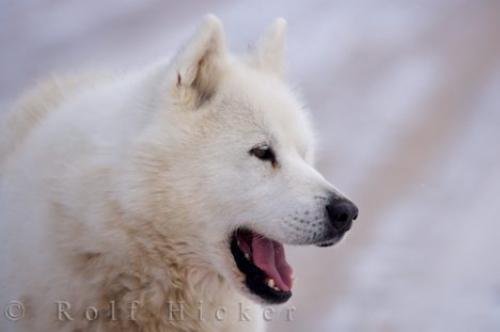 Photo: 
Beautiful Canadian Eskimo Dog Picture