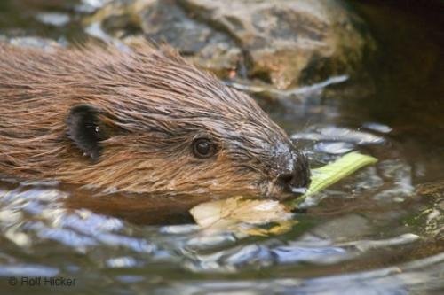 Photo: 
Facts About Beavers