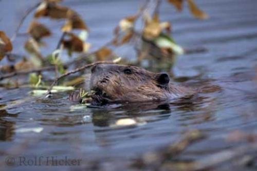 Photo: 
Beavers Animals