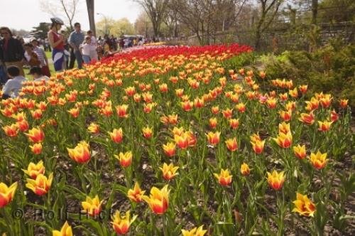 Photo: 
bicolor Tulips