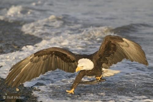 Photo: 
Landing Bald Eagle Bird Pictures