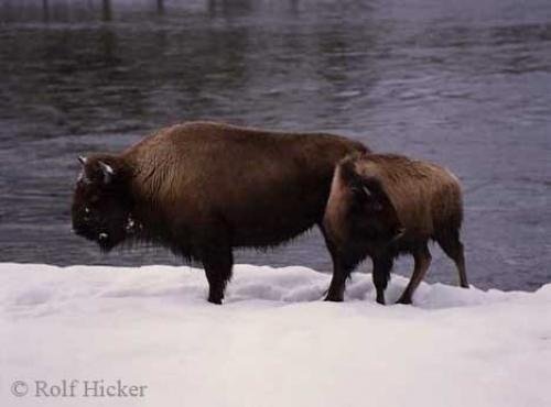 Photo: 
Bison Pictures