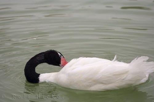 Photo: 
Black Necked Swan