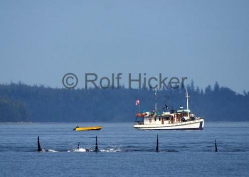 Photo: 
Blue Fjord Charters