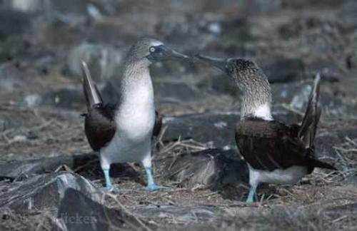 Photo: 
Blue Footed Boobies