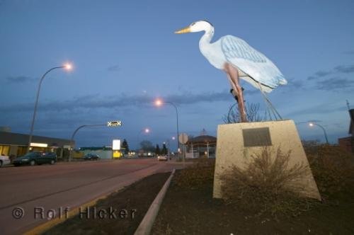 Photo: 
blue heron