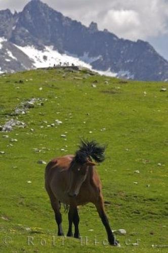 Photo: 
Bonaigua Pass Horse