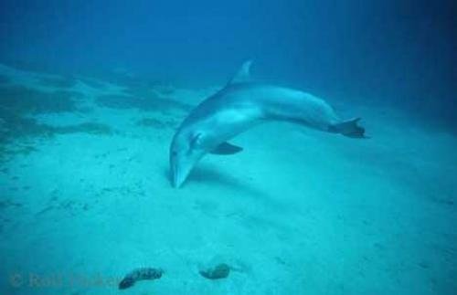 Photo: 
Bottle Nose Dolphins