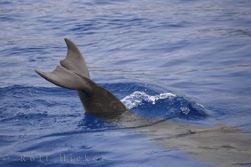 Photo: 
Bottlenose Dolphin Tail Picture