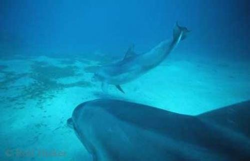 Photo: 
Bottlenose Dolphins Underwater Photo