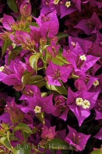 Photo: 
Bougainvillea Flowers