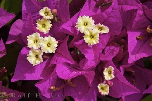 Photo: 
Bougainvillea Plant