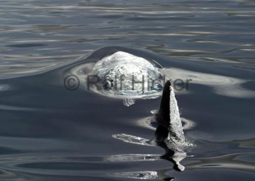 Photo: 
Whale Breaking Surface Air bubbles