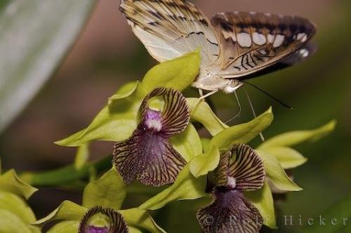 Photo: 
Brown Clipper Butterfly Victoria Canada