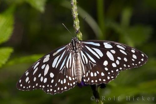 Photo: 
Butterflies Victoria Butterfly Gardens BC