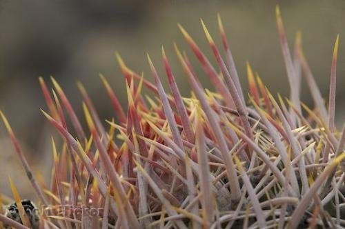 Photo: 
cactus types